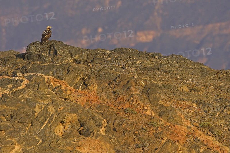 Eastern Imperial Eagle (Aquila heliaca), Oman