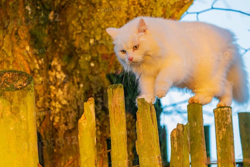 White domestic cat, Felis catus, balancing over a wooden fence, looking down. Lit by the evening sun