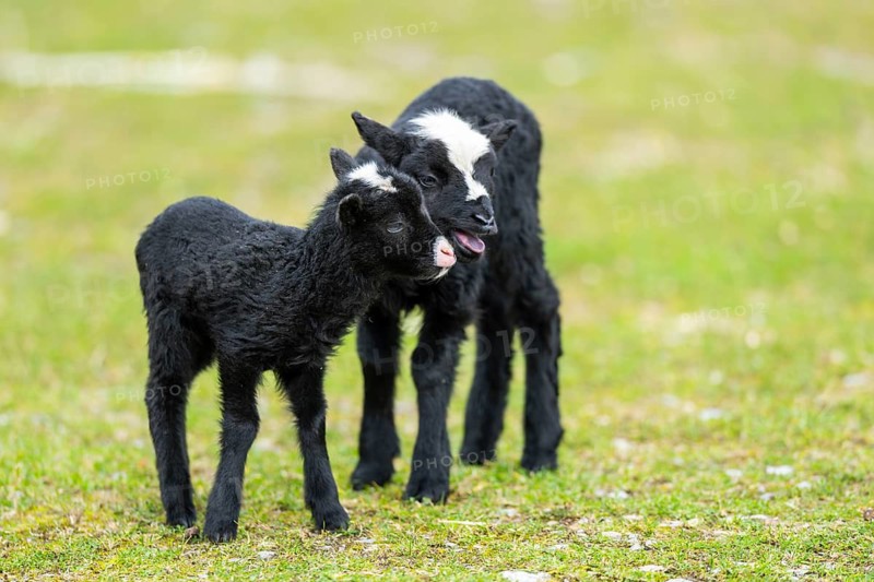 Domestic sheep (Ovis orientalis aries), lambs, with black fur standing on a meadow, Bavaria, Germany