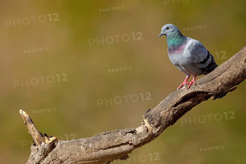 Rock Pigeon, Rock Dove, Rock Pigeon, Feral Rock Pigeon, (Columba livi), Pigeon biset, Paloma Bravía, Tawi Atayr, Salalah, Dhofar, Oman