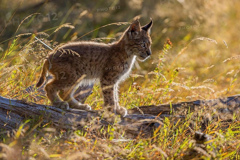One young (10 weeks old) male Eurasian lynx, (Lynx lynx), walking over a rotten tree. Backlit condition