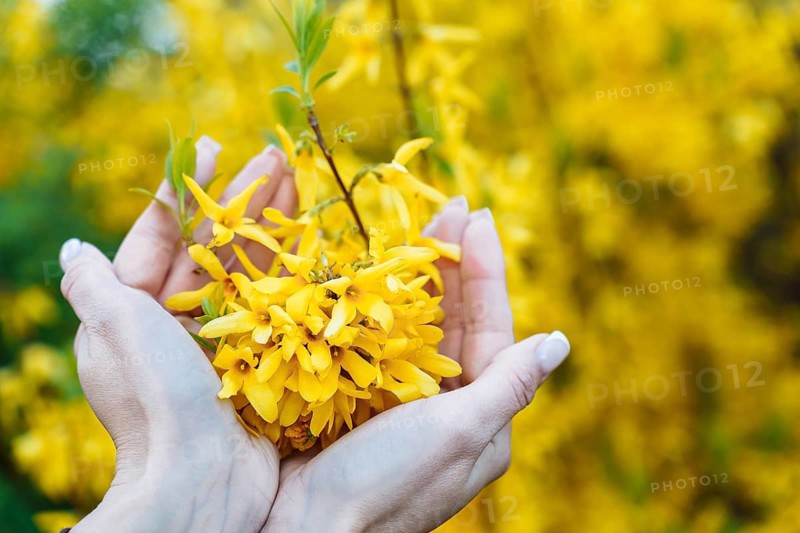 Woman's hands holding yellow forsythia flowers in the garden, Hands gently holding bright yellow forsythia flowers, symbolizing spring and renewal