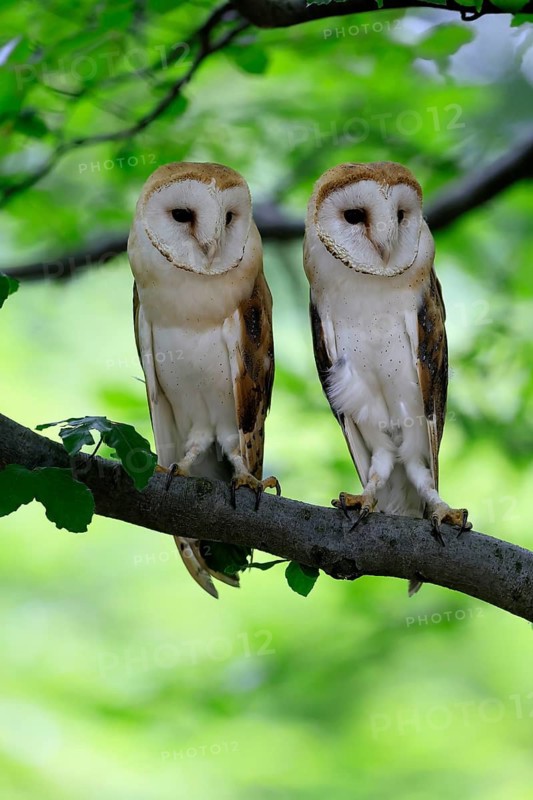Barn owl (Tyto alba), adult, pair, vigilant, on tree, in summer, Šumava, Czech Republic