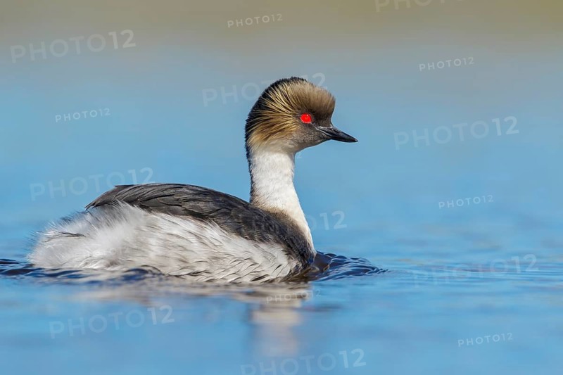 Silvery Grebe (Podiceps occipitalis) swimming on a small pond in the Falkland Islands