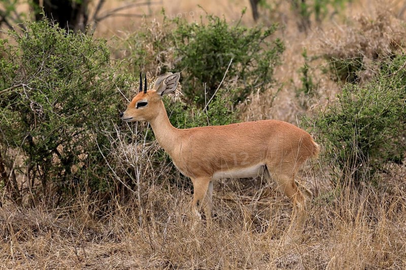 Steenbok (Raphicerus campestris), adult, male, foraging, vigilant, dwarf antelope, Kruger National Park, Kruger National Park, Kruger National Park South Africa