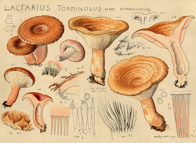 Mushroom, fungus, birch milk mushroom, Lactarius torminosus, authentic reproduction of an illustration by Hans Walty (1868-1948) from about 1915, historical