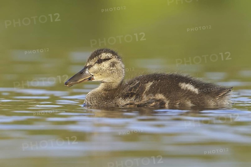 American Black Duck (Anas rubripes), Newfoundland, Canada