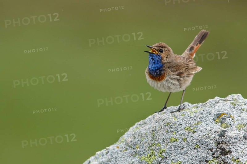 Bluethroat (Luscinia svecica), singing, Castile and Leon, Spain
