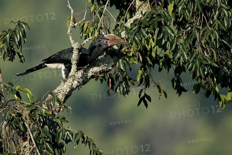 Silvery-cheeked Hornbill (Bycanistes brevis) female perched in tree, Kafa, Ethiopia