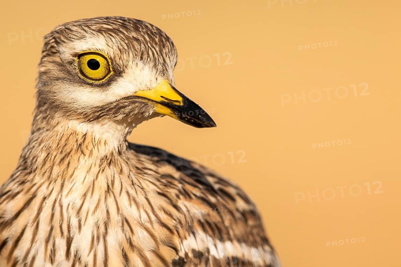 Eurasian Stone-curlew (Burhinus oedicnemus), Castile-La Mancha, Spain