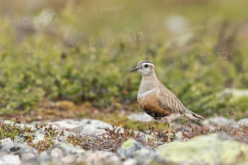Eurasian Dotterel (Charadrius morinellus), Dalarna, Sweden