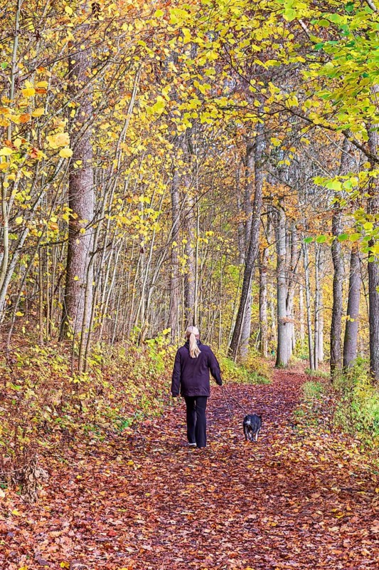 Woman walks a dog along a forest path covered in fallen autumn leaves in a natural parkland