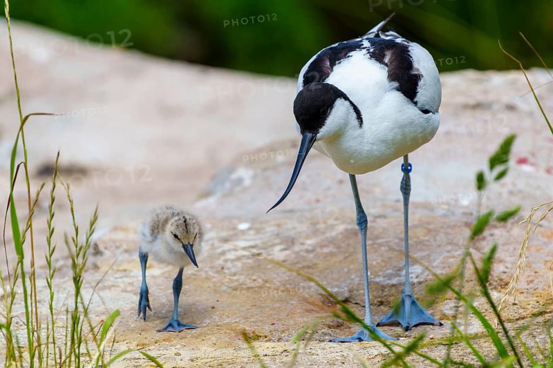 A black and white bird with a long beak stands next to a fluffy chick on stony ground surrounded by grass, Avocet, (Recurvirostra avosetta), France