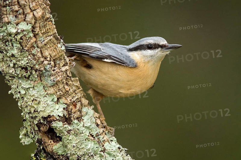 Eurasian Nuthatch (Sitta europaea), perched on a tree, Castilla Leon, Spain