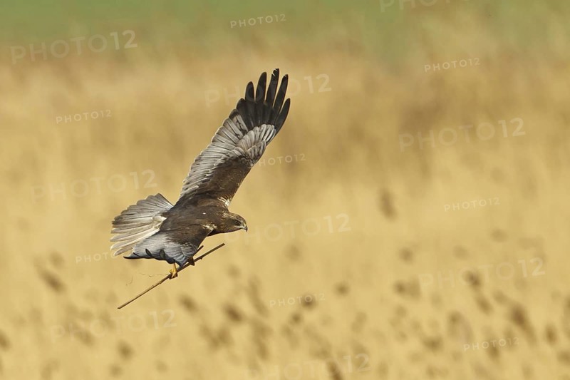 Western Marsh Harrier (Circus aeruginosus) flying, Rhineland-Palatinate, Germany