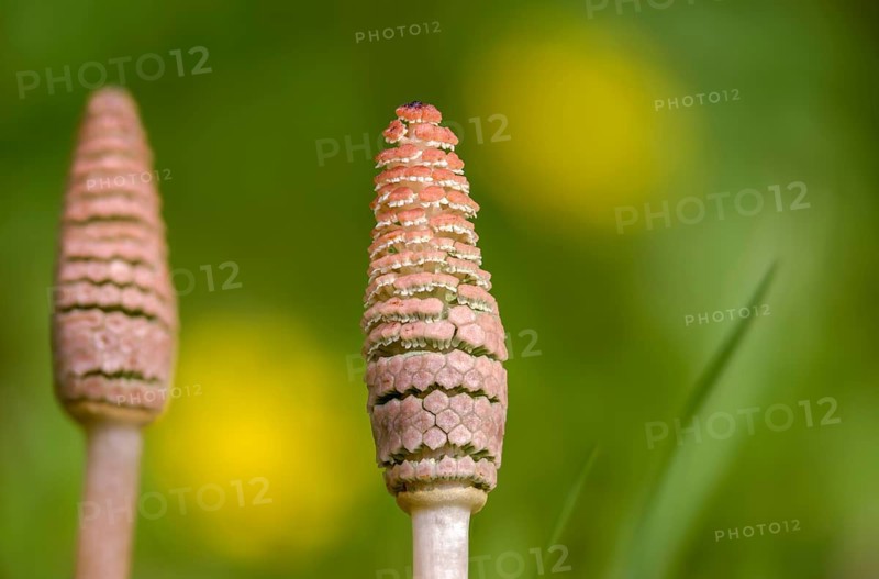 Field pewter herb, field horsetail, equisetaceae, equisetum arvense, panytail, horsetail, sheep hay, scouring herb, pewter herb, common horsetail, field horsetail, flora, plants, plants