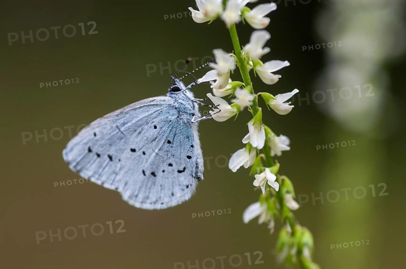 Celastrina argiolus, buckthorn blue, holly blue, blue, butterfly, insects, butterfly, butterflies, butterflies, butterflies