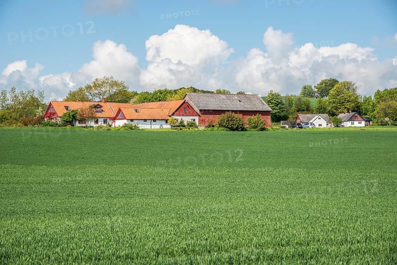 Farm behind field with green crop in spring in Ystad municipality, Skåne county, Sweden, Scandinavia