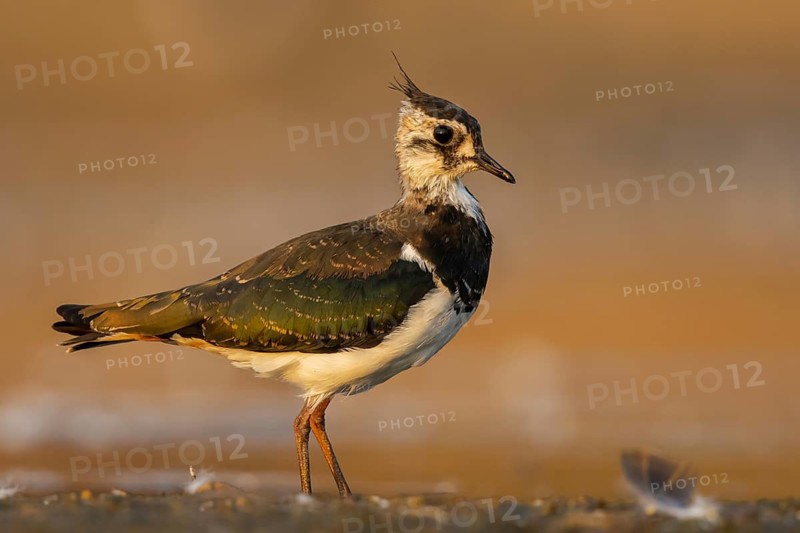 Northern Lapwing (Vanellus vanellus) female, North Rhine-Westphalia, Germany