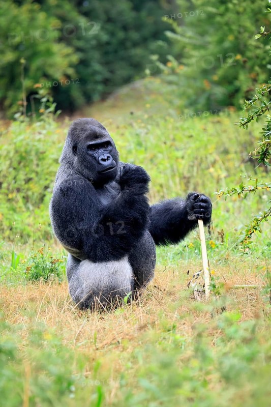 Western gorilla (Gorilla gorilla), adult, male, silverback, sitting on the ground, alert