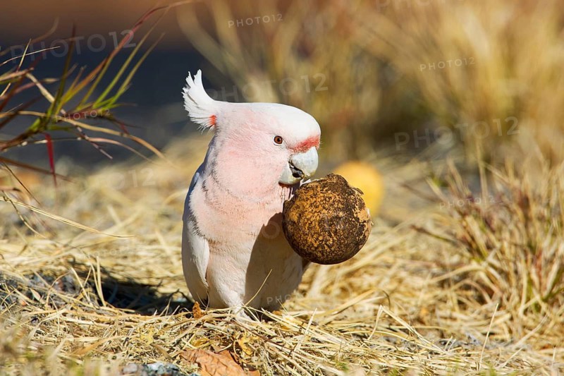 Major Mitchell's Cockatoo (Lophochroa leadbeateri) feeding on a Paddy melon (Cucumis myriocarpus), Northern Territory, Australia