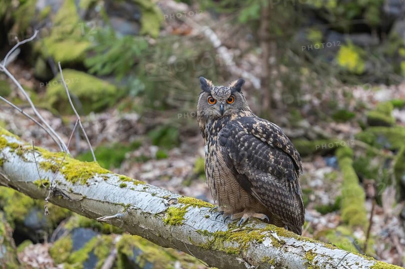 One Eurasian Eagle Owl, Bubo bubo, perched on a mossy log. Mossy rocks in the background