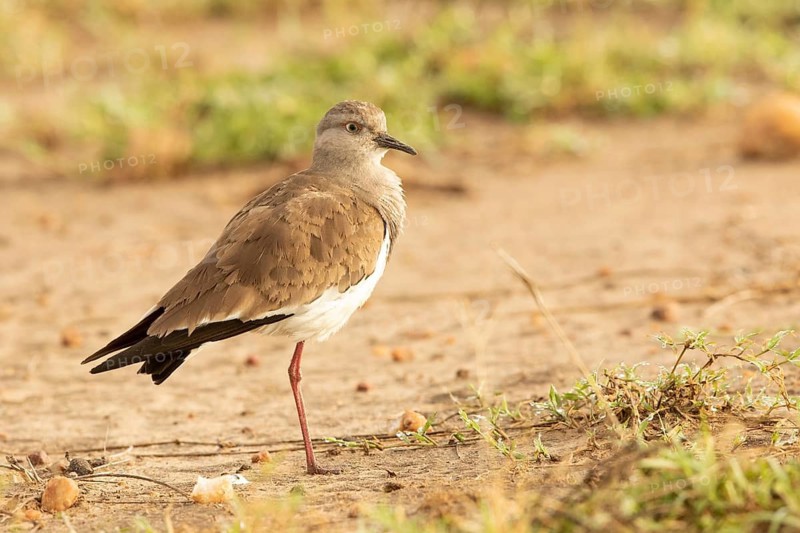 Black-winged Lapwing (Vanellus melanopterus), Masai Mara, Kenya
