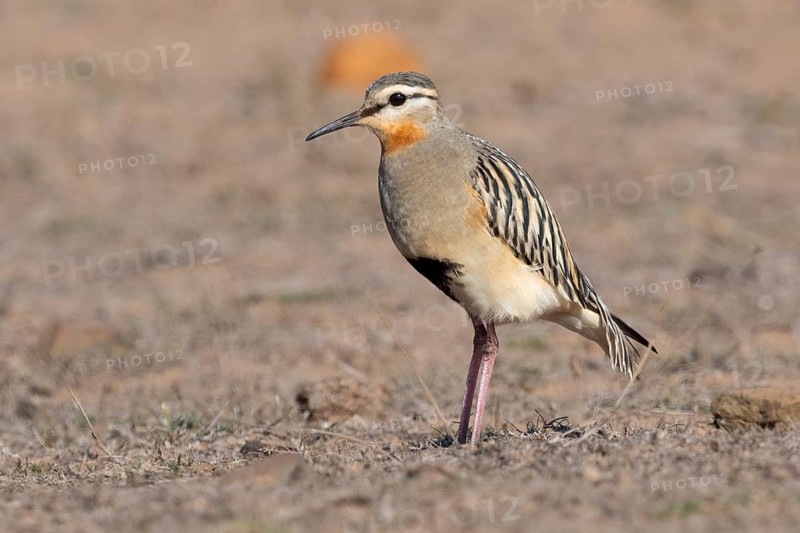 Tawny-throated Dotterel (Oreopholus ruficollis), Coquimbo, Chile
