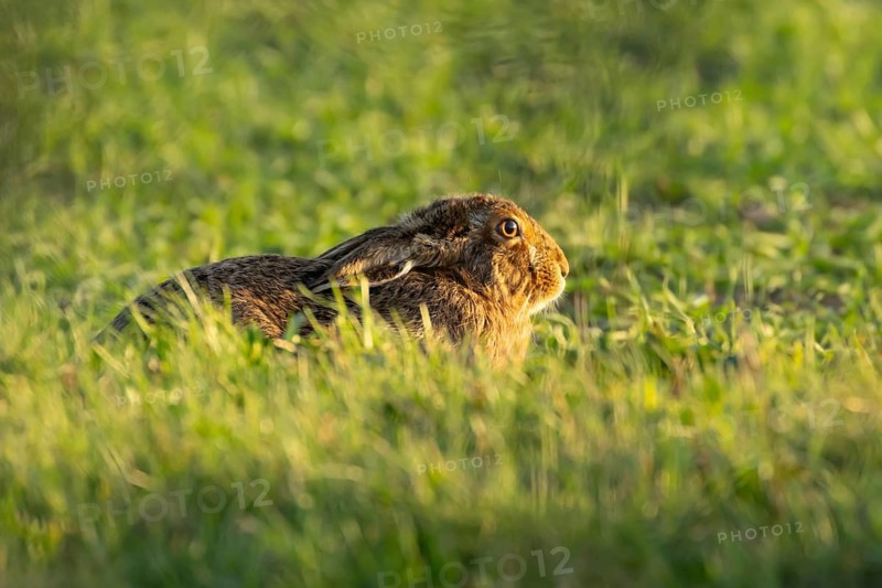 European brown hare (Lepus europaeus) adult animal in a farmland cereal crop in spring, England, United Kingdom