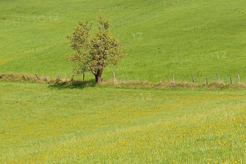 Solitary tree, deciduous tree stands on a flowering mountain meadow, Hesse, Germany