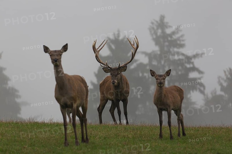 Red Deer buck and doe standing on a meadow in autumn. Fog and trees in the background