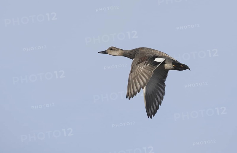 Gadwall (Mareca strepera) male flying, California, USA