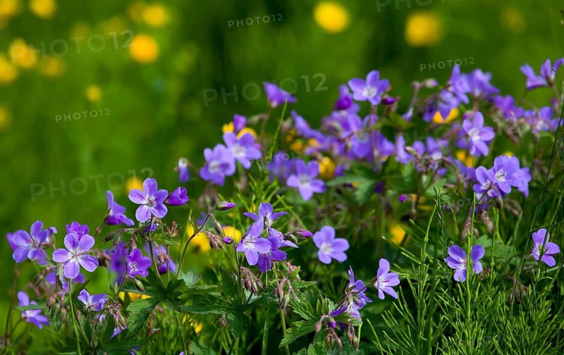Cranesbill, Iceland
