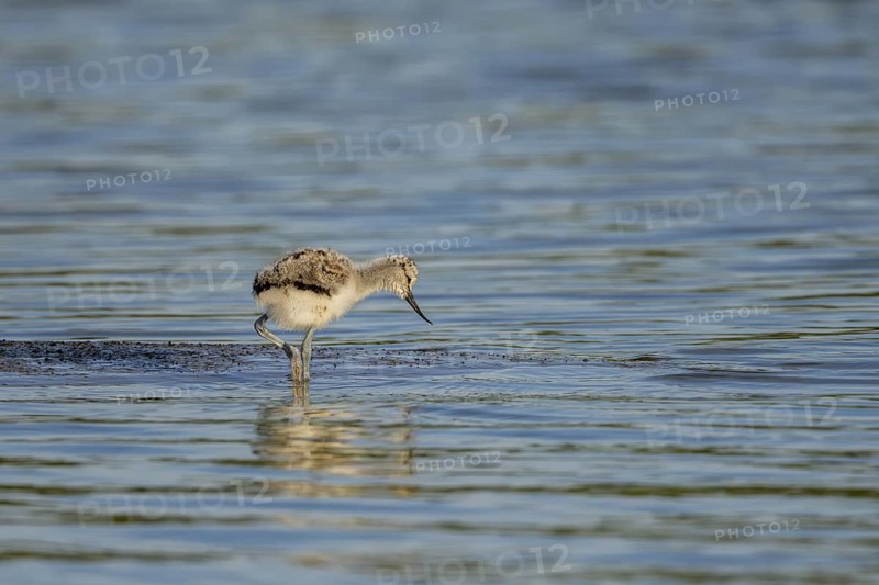 Avocet (Recurvirostra avosetta), chick foraging in the water, Texel, province of North Holland, Netherlands