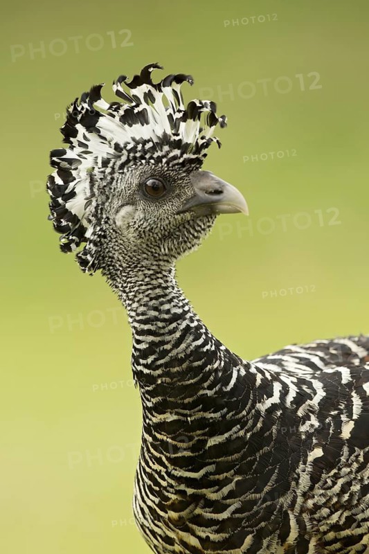 Great Curassow (Crax rubra) walking in the dry forest of Costa Rica, Central America