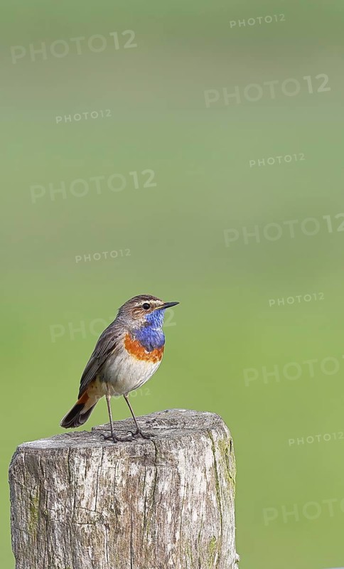 Bluethroat (Luscinia svecica cyanecula), male, on a pasture fence post, wildlife, Lembruch, Ochsen Moor, Dümmer nature park Park, Lower Saxony, Germany