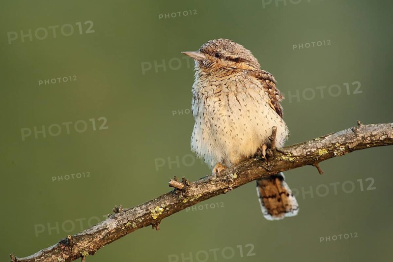Eurasian Wryneck (Jynx torquilla), Baden-Wuerttemberg, Germany