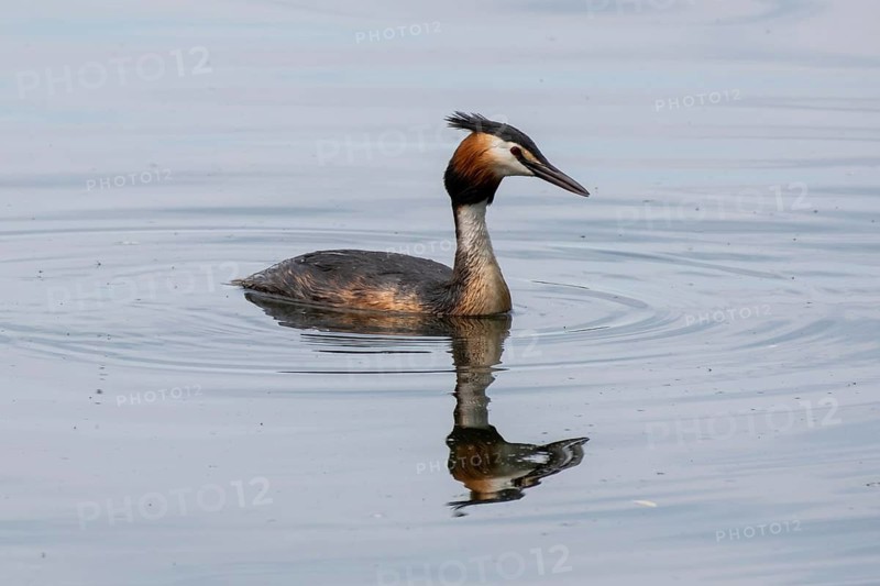 Great crested grebe with reflection (Podiceps scalloped ribbonfish) on Lake Baldeney, Essen, Ruhr area, North Rhine-Westphalia, Germany