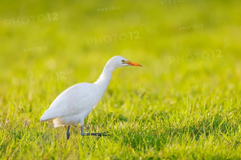 Kuhreiher, Bubulcus ibis Cattle Egret, Bubulcus ibis