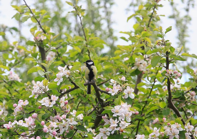 Great tit (Parus major) sitting on a branch with apple blossoms (Malus domestica), North Rhine-Westphalia, Germany