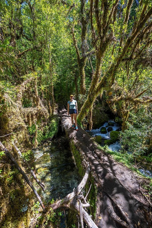 Young woman crossing a river on a thick log, dense temperate rainforest, Valdivian or North Patagonian rainforest, Parque Nacional Alerce Andino, Llanquihue, Los Lagos, Chile