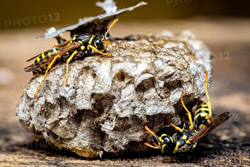 Three wasps working together on a natural nest, seen in close-up, the field wasps on their fallen nest near Herleshausen, Germany (Polistinae)