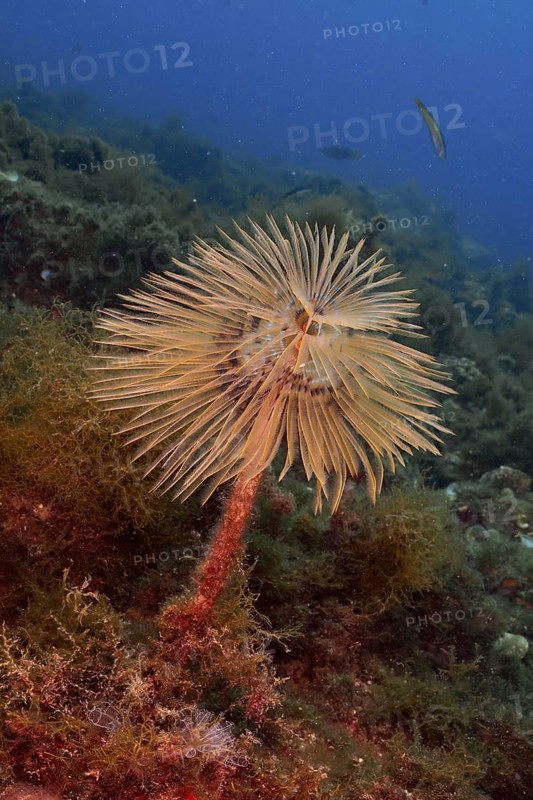 A screwfish (Sabella spallanzanii) with long, fine tentacles in clear blue water, dive site Cap de Creus Marine Reserve, Rosas, Costa Brava, Spain, Mediterranean Sea