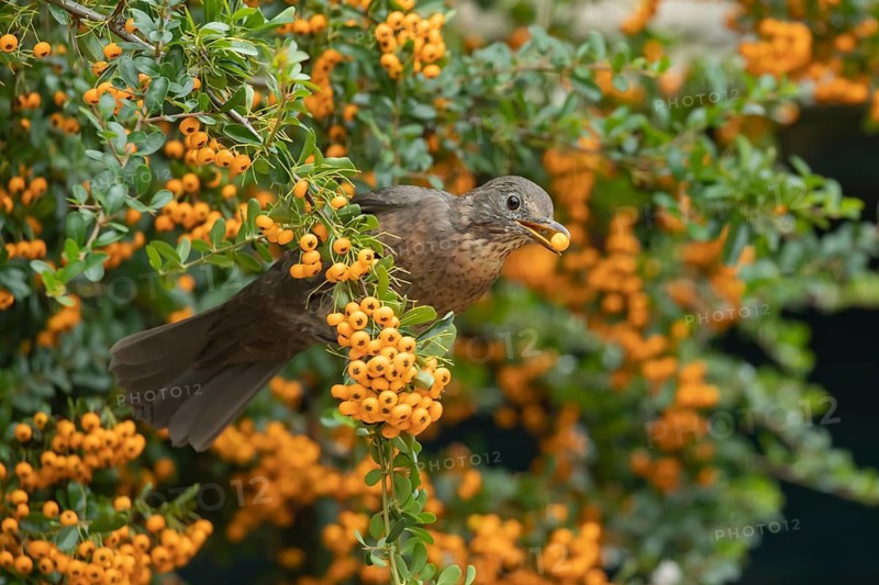 European blackbird (Turdus merula) adult female garden bird feeding on berries from a Pyracantha bush in summer, Suffolk, England, United Kingdom