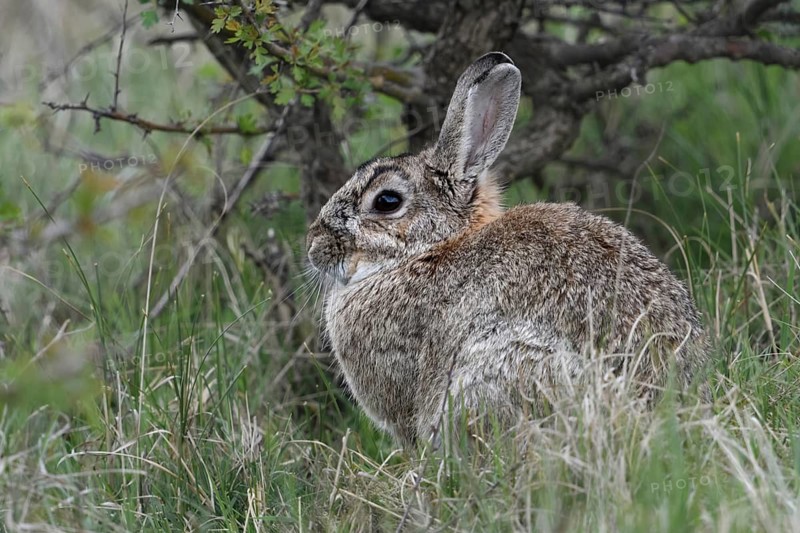 Gut geschützt... Wildkaninchen *Oryctolagus cuniculus* sitzt / hockt unter einem Busch
