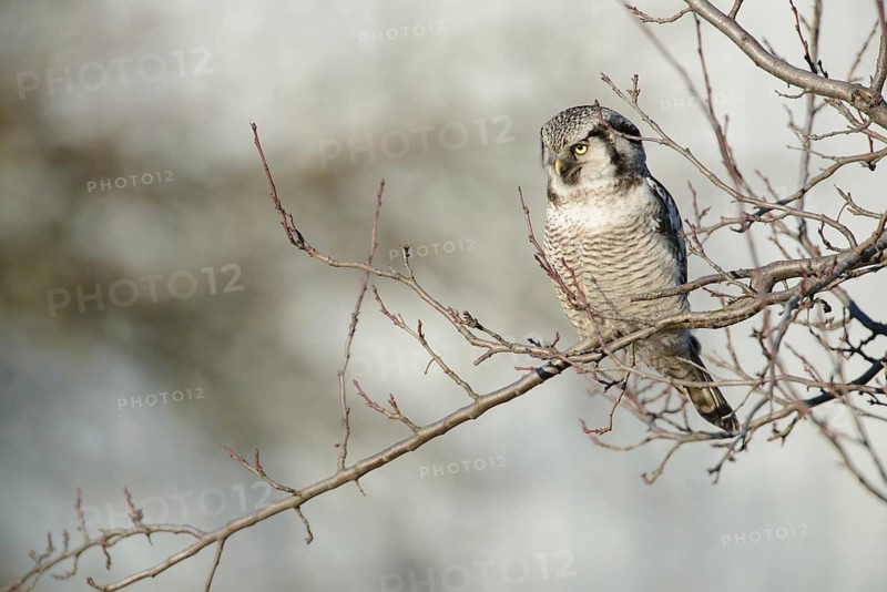 Northern Hawk-Owl (Surnia ulula), Saxony, Germany