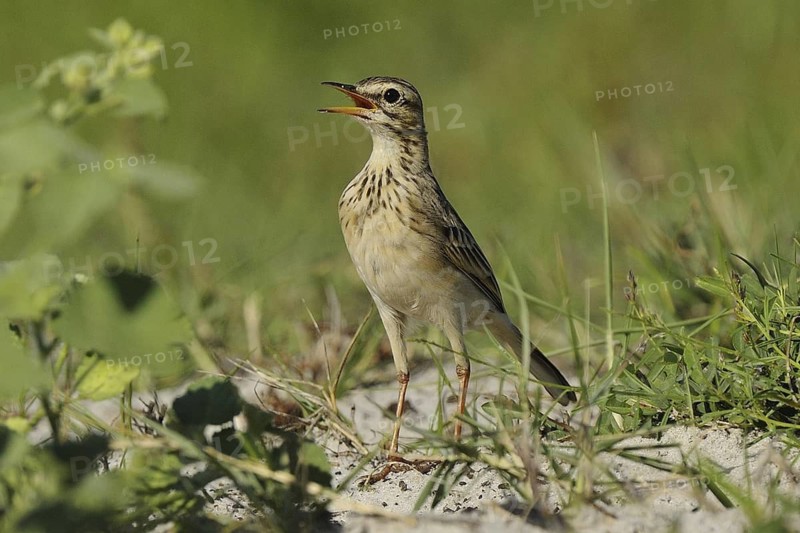 African Pipit (Anthus cinnamomeus) singing, Mida Creek, Kenya
