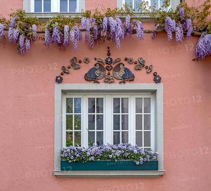 House facade, decorative elements, entwined with wisteria, Unkel, Rhineland-Palatinate, Germany