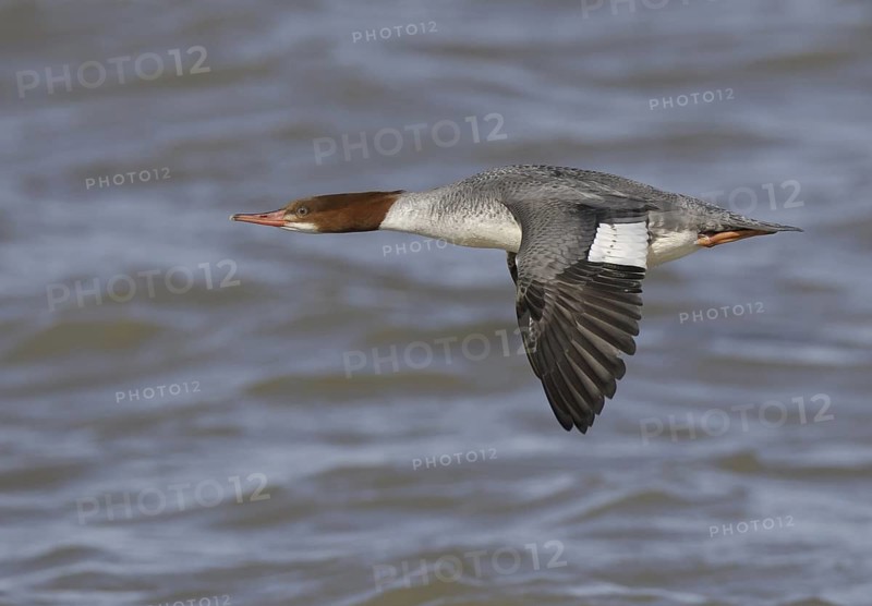 Common Merganser (Mergus merganser americanus) female flying, Ohio, USA