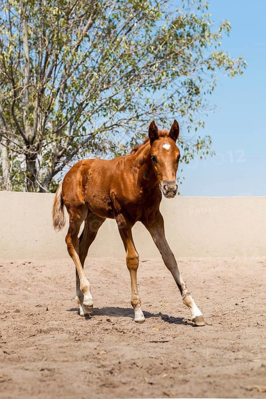 A young foal stands gracefully on a sandy surface with a clear blue sky and lush trees in the background, embodying innocence and the promise of a bright future